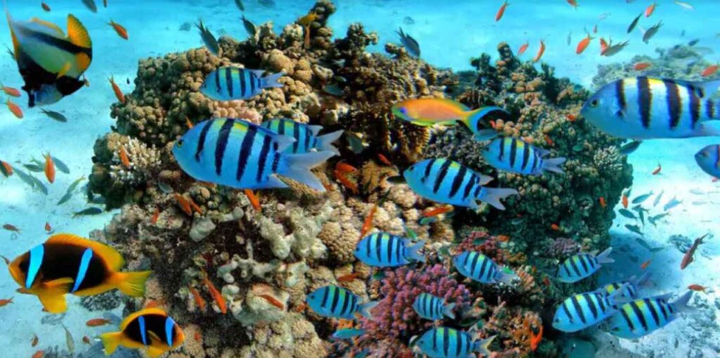 Sharm El Sheikh, all’estero è il mare per eccellenza degli italiani